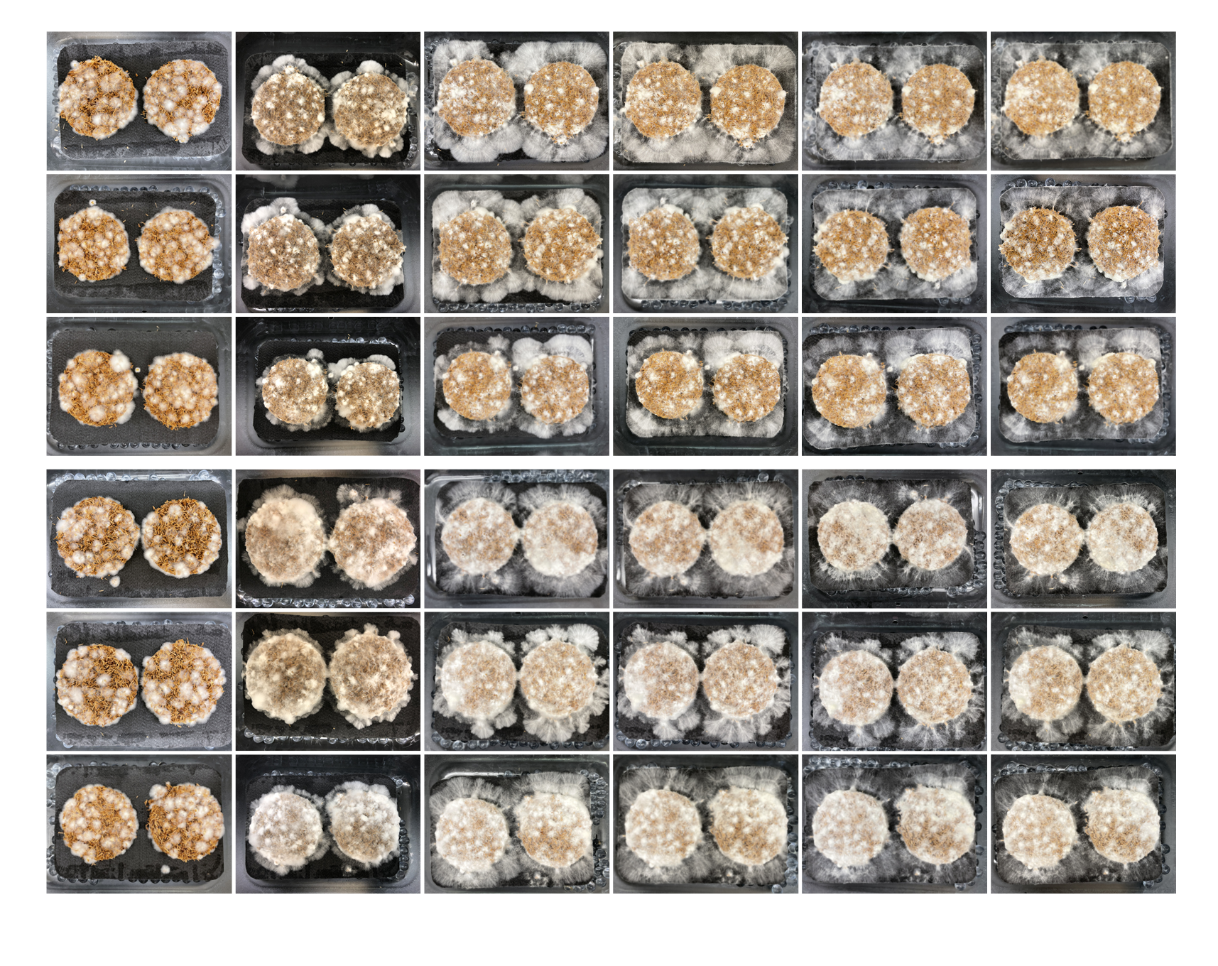 Wood for Food thesis research overview timeline Merel Witteman