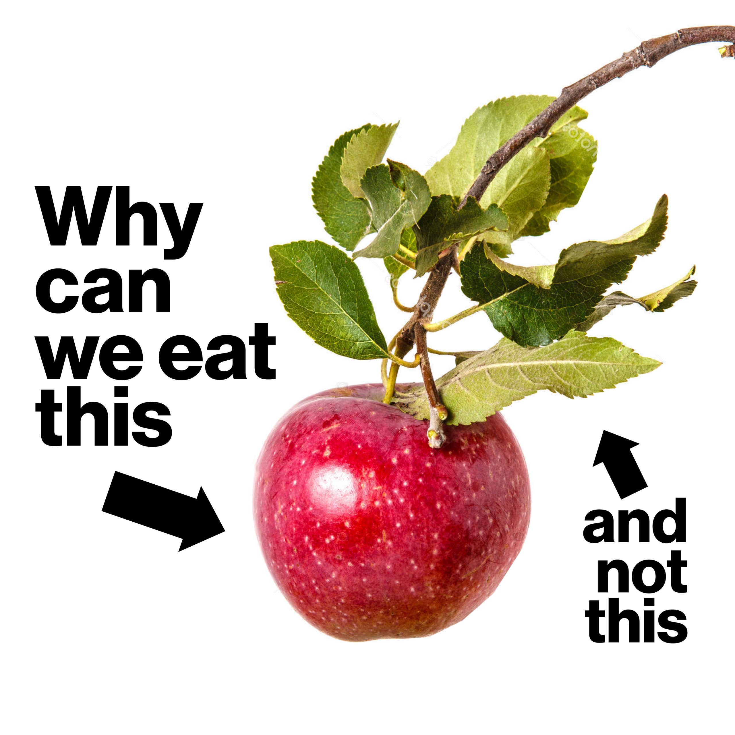 Wood for Food why can't we eat some parts of plants - Merel Witteman