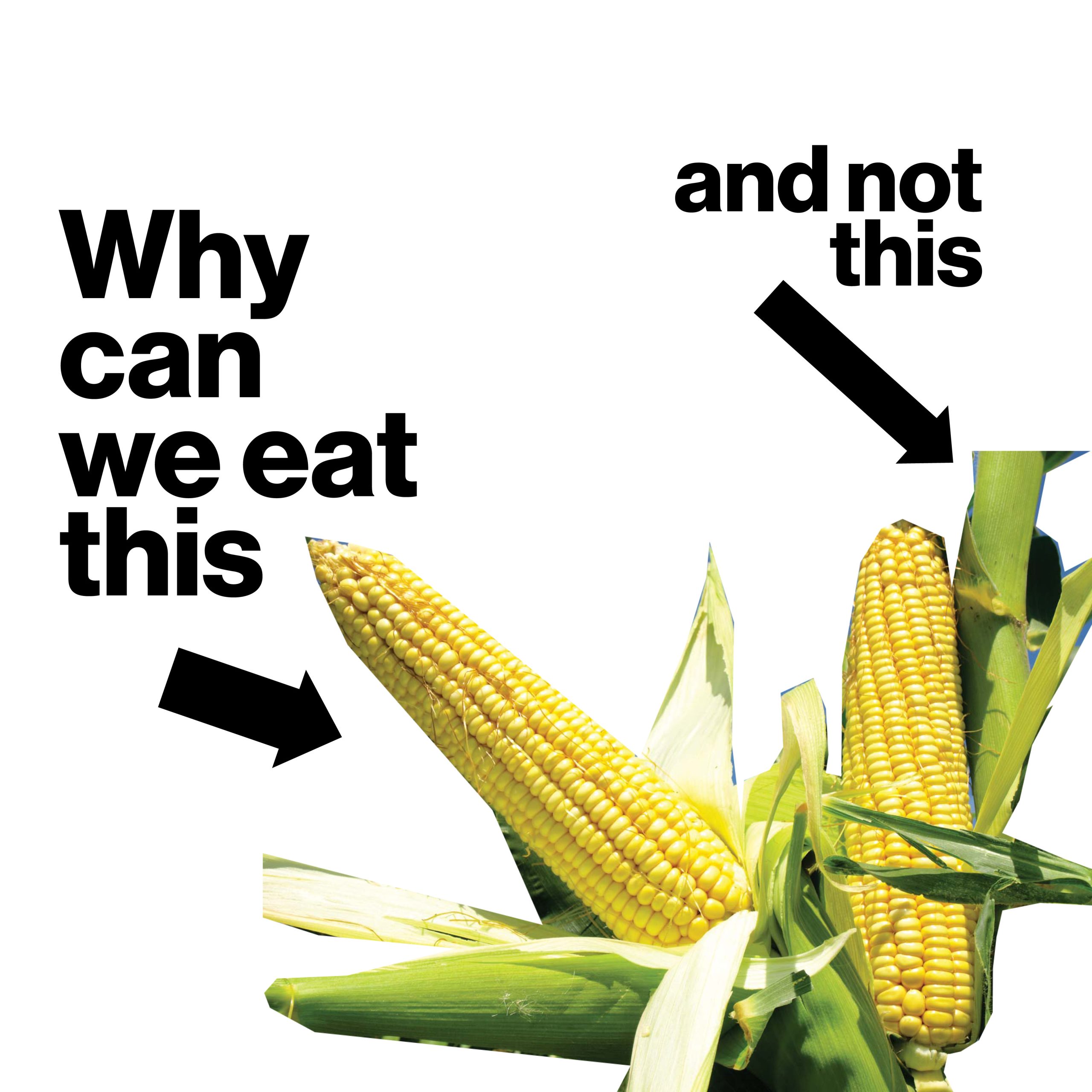 Wood for Food why can't we eat some parts of plants - Merel Witteman