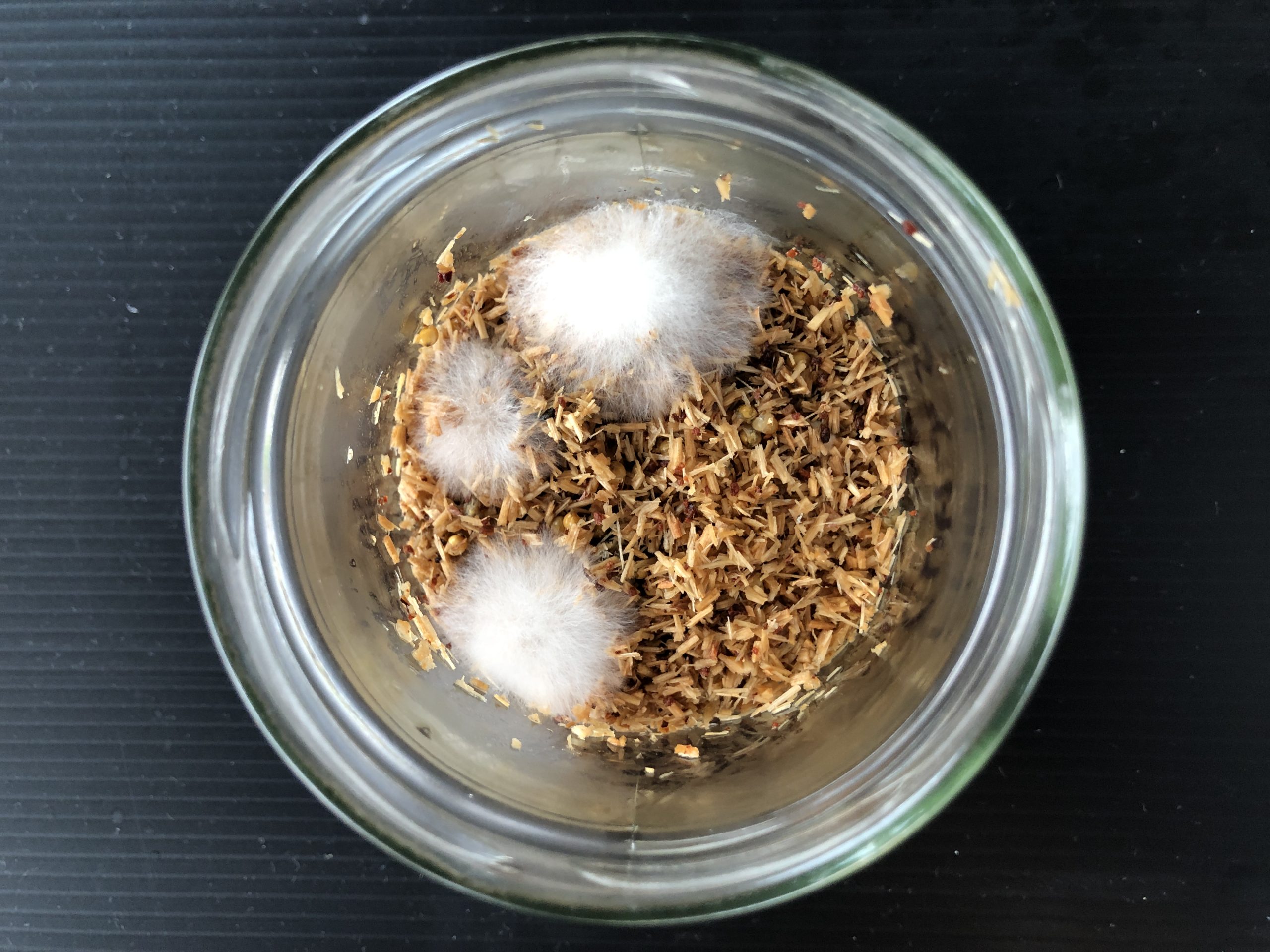 Wood for Food research photo fungus in jar