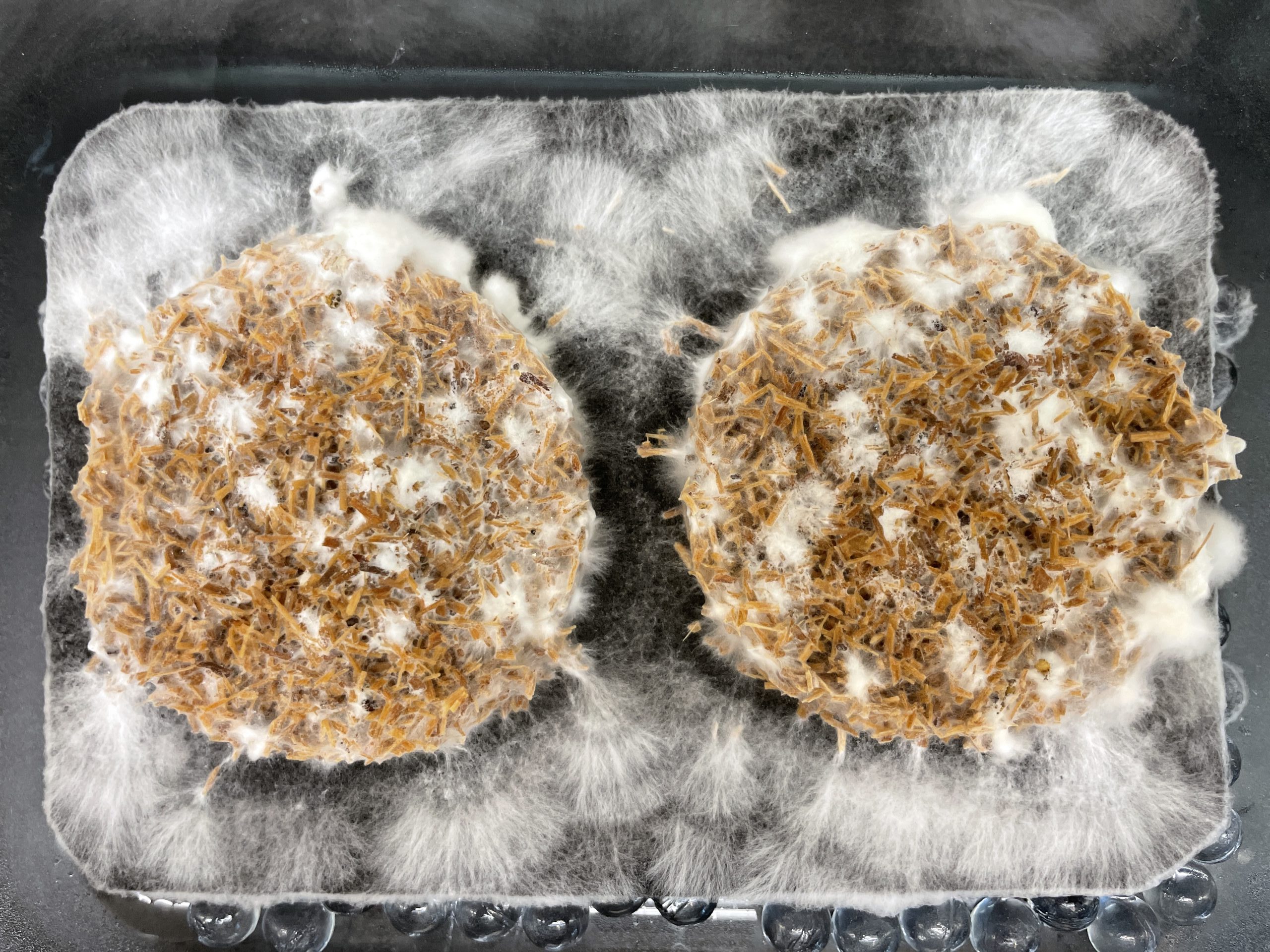 Wood for Food thesis research Experiment Merel Witteman