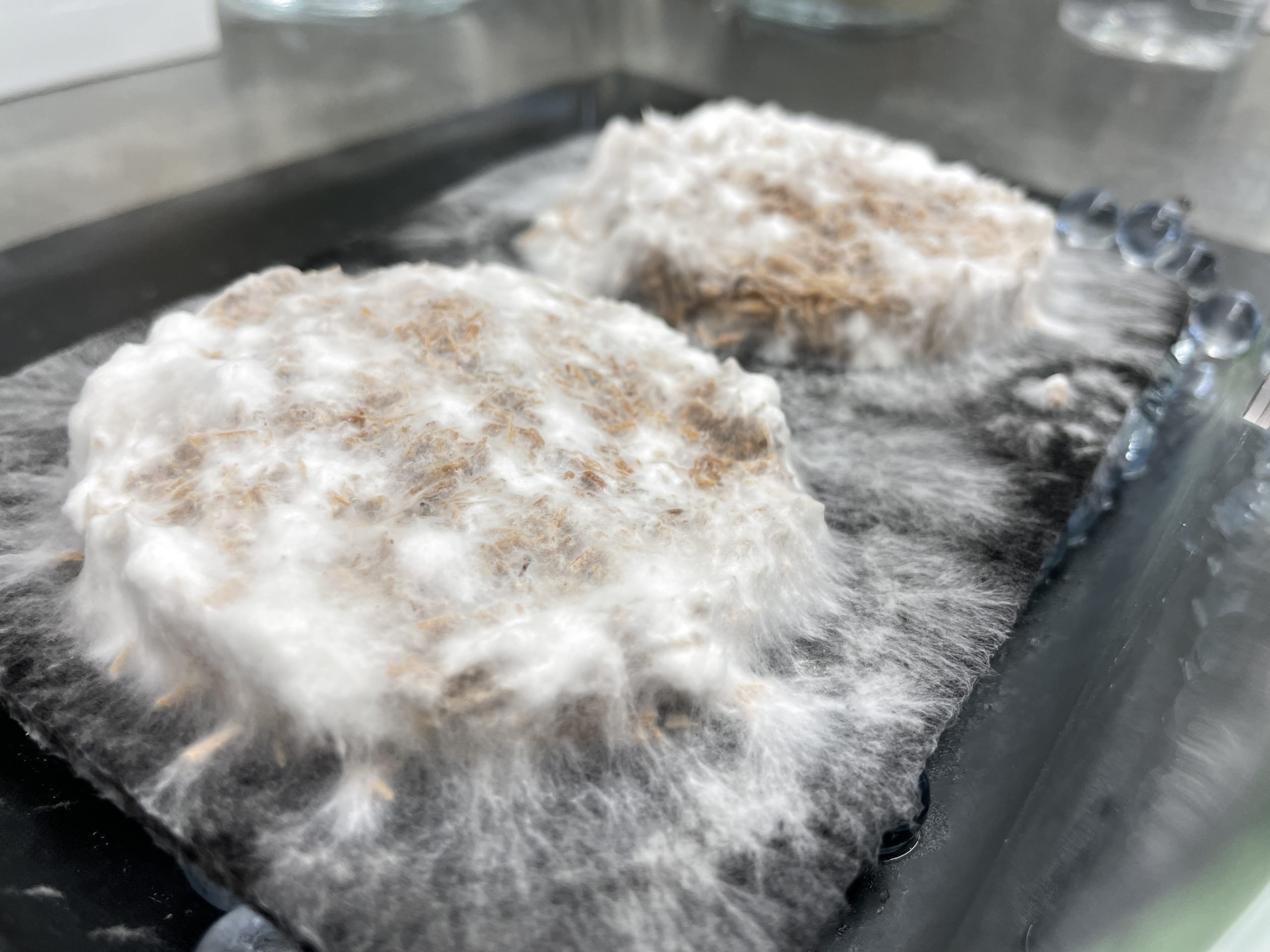 Wood for Food thesis research photo Merel Witteman