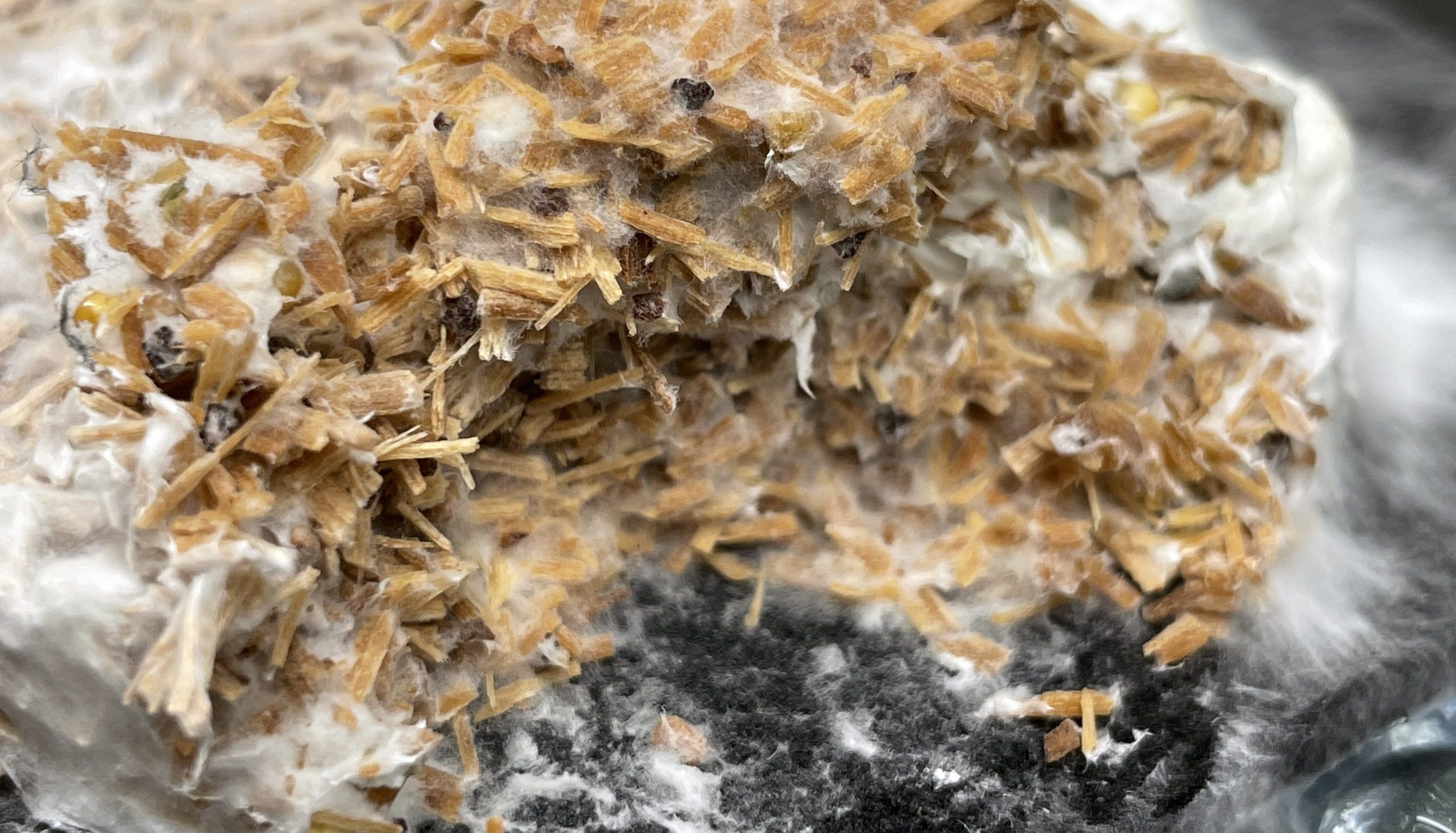 Wood for Food thesis research closeup fungus Merel Witteman