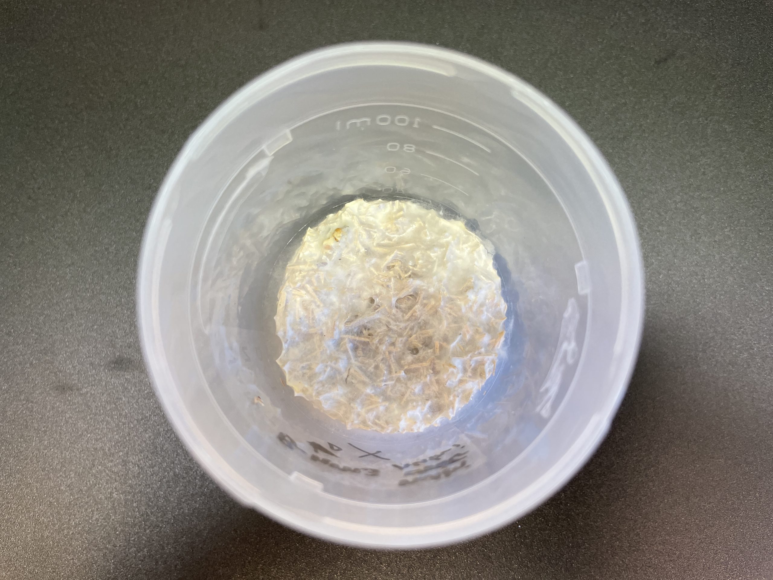 Wood for Food experiment photo fungus in pot