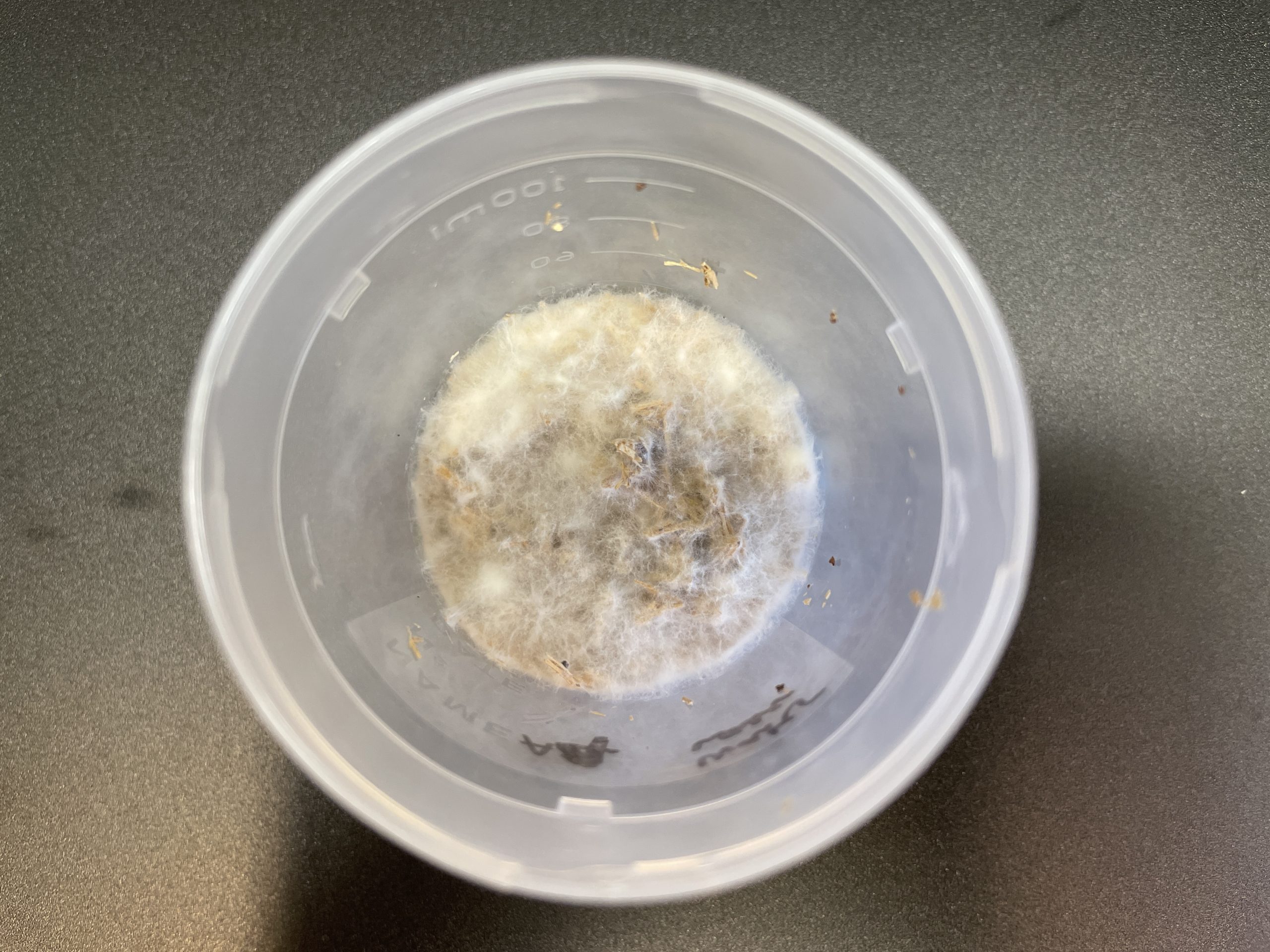 Wood for Food experiment photo fungus in pot fluffy